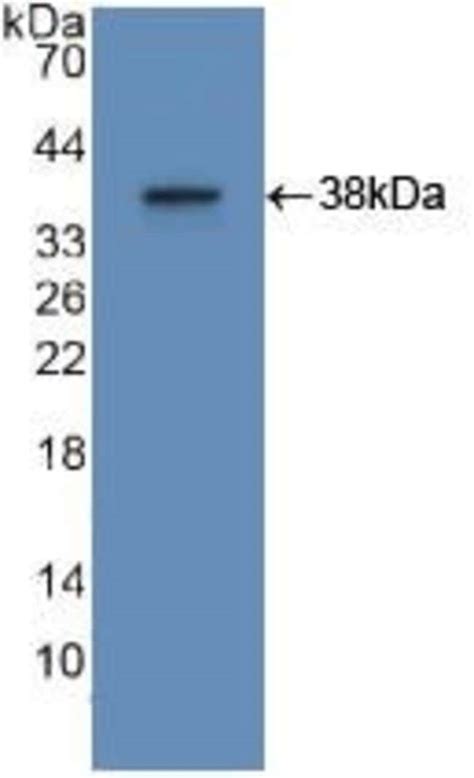 Apoa Polyclonal Antibody Invitrogen L Unconjugated Antik Rper