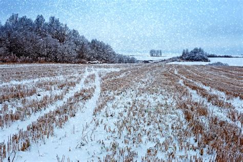 Parched Prairies settle in for frigid winter - Manitoba Co-operator