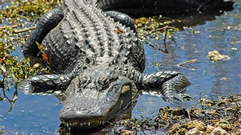 Alligator climbing fence at Naval Air Station Jacksonville | wtsp.com