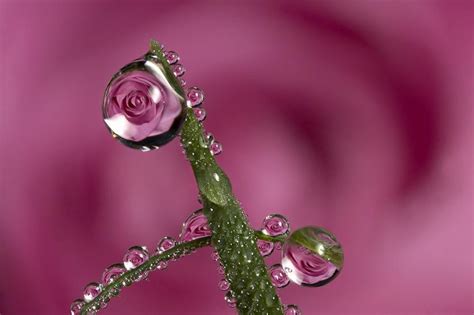 Macro Photography Rose Dewdrop Refraction Brian Valentine Flickr