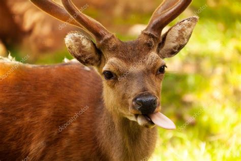 Photos Funny Deer Funny Deer — Stock Photo © Serrnovik 32010167