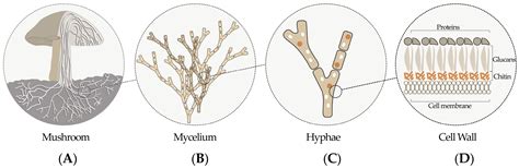 Three Dimensional Printing Of Living Mycelium Based Composites