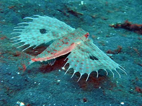 Creepy Deep Sea Creatures