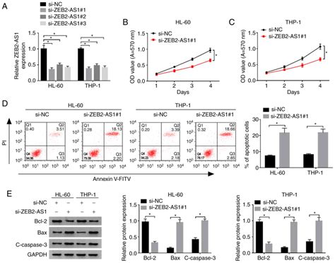 Long Noncoding Rna Zeb As Affects Cell Proliferation And Apoptosis