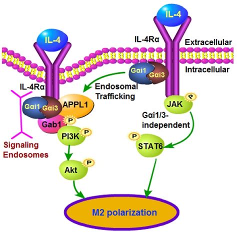 Requirement Of Gαi1 And Gαi3 In Interleukin 4 Induced Signaling