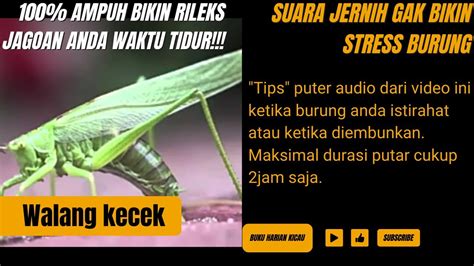 Audio Jernih Walang Kecek Cocok Diputar KetikA JagoAn Anda Istirahat