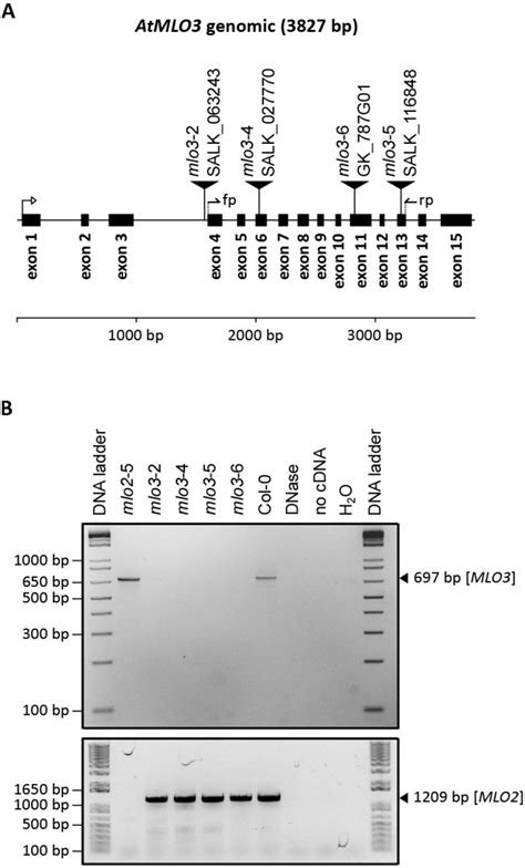 High Capacity Rna To Cdna Kit Thermo Fisher Bioz