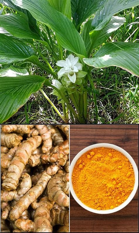 Planting And Growing Guide For Turmeric Tumeric Curcuma Longa