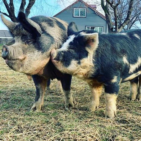 Breed Standard Idaho Pasture Pig Registry LLC