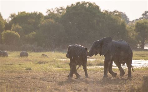 Authentic Zambia Safari Nights Kafue Lower Zambezi Safari Frank