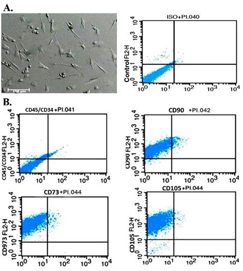 Characterization Of Umbilical Cord Blood Mesenchymal Stem Cells