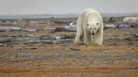 Der Klimawandel Gef Hrdet Eisb Ren