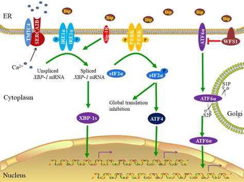 Endoplasmic Reticulum ER Stress And Unfolded Protein Response UPR