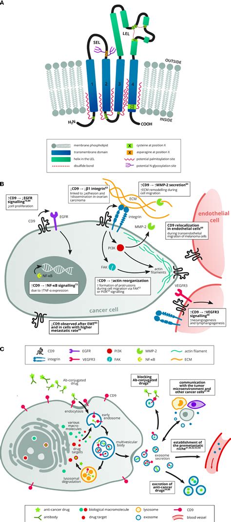 Frontiers Prognostic Value And Multifaceted Roles Of Tetraspanin CD9