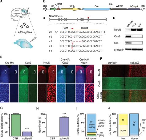 In Vivo Genome Editing In The Brain Of Cre Dependent Cas Mice A