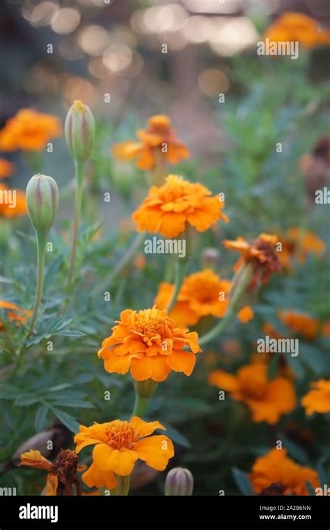 Tagetes Tenuifolia Tangerine Gem Hi Res Stock Photography And Images