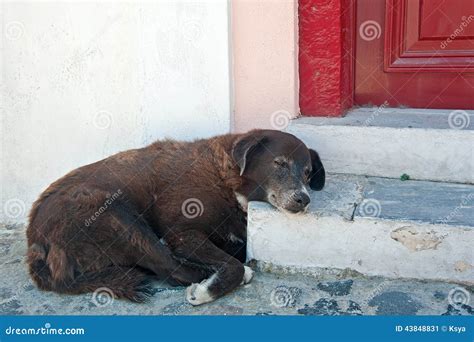 The Dog Sleeping On A Porch Stock Image Image Of House Depressed