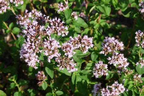 Origanum Vulgare Wilde Marjolein Wilde Majoraan Oregano De Tuinen