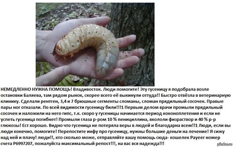 гусеница | Пикабу