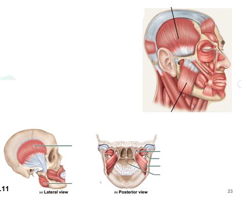 Throat muscles: Swallowing and chewing Diagram | Quizlet