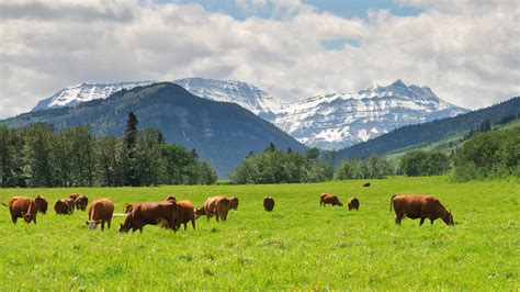 Calgary Stampede And Farming In The Canadian Rockies 2025 Quadrant