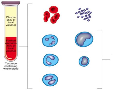 Blood Components Quiz Worksheets Library