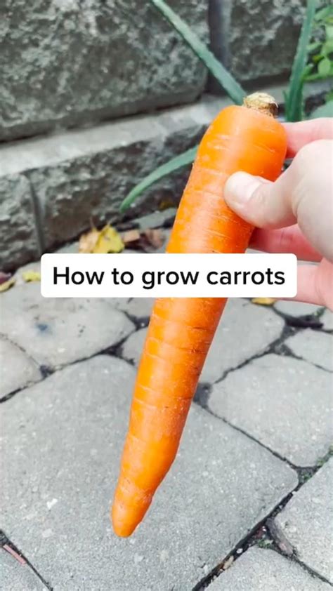 How To Grow Carrots At Home Artofit