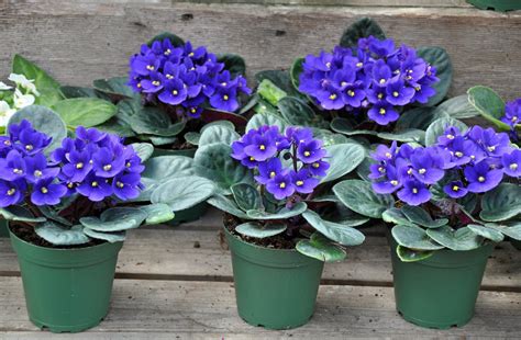 Best Potting Mix For African Violets How To Make Soil For African Violets