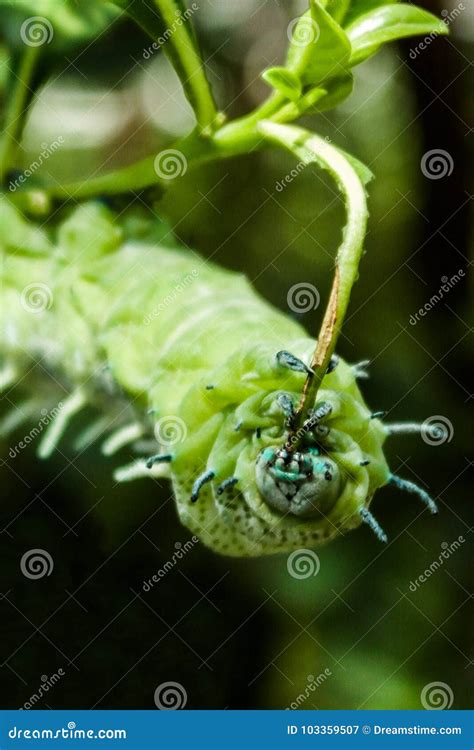 Green Caterpillar during Eating Green Leaves Stock Image - Image of ...