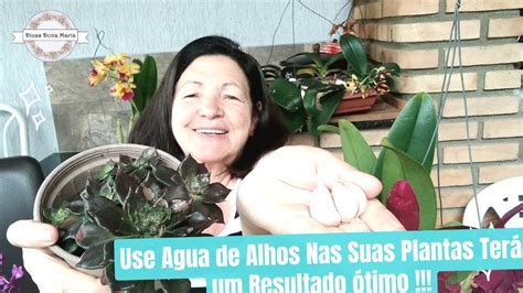 Dicas Dona Maria Use Gua De Alhos Nas Suas Plantas Ter Um Resultado