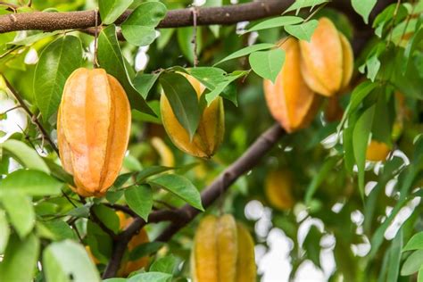 Pedoman Tepat Budidaya Pohon Belimbing Agar Berbuah Banyak