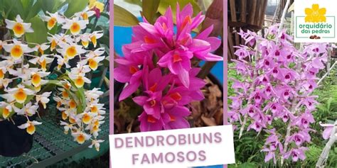 Top 48 orquídeas dendrobium variedades Abzlocal mx