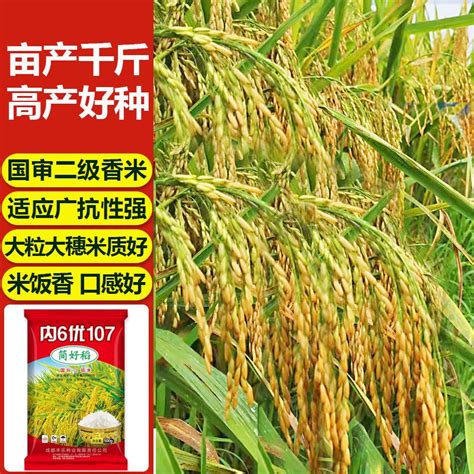 High Quality Seed National Standard Second Level National Trial Rice Hybrid Rice Seed Rice Seed