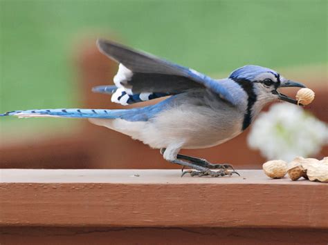 Blue Jays Love Peanuts – Our Hen House