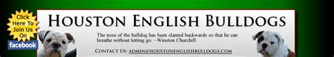 Houston English Bulldogs