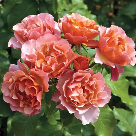 Tequila Supreme Rose Bush Vivid Orange Flowers All Summer Heat And Humidity