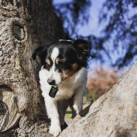 44+ Rat Terrier Mix Breeds