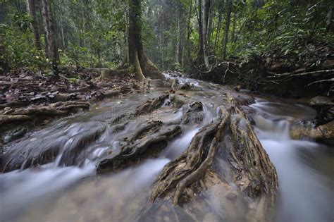 A Floresta Equatorial Rvores E Arbustos Imagem De Stock Imagem