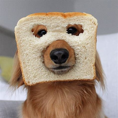 Dog owners share hilarious pictures of their pets with loaves in new internet craze | Daily Mail ...