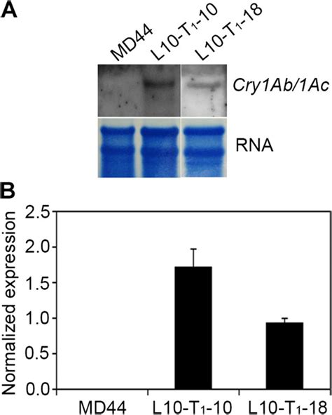 Expression Of The Cry1ab1ac Gene In Transgenic J Curcas Plants A