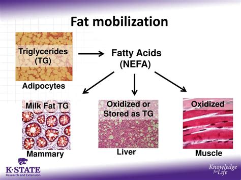 PPT Regulation Of Feed Intake In Transition Cows PowerPoint