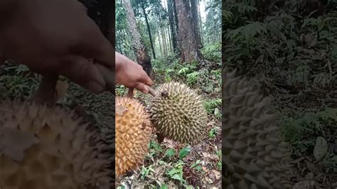 Panen Durian Musang King Durian Durianindonesia Musangking Youtube