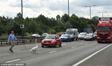 Swan Brings Traffic To Standstill On Busy M4 Motorway Daily Mail Online