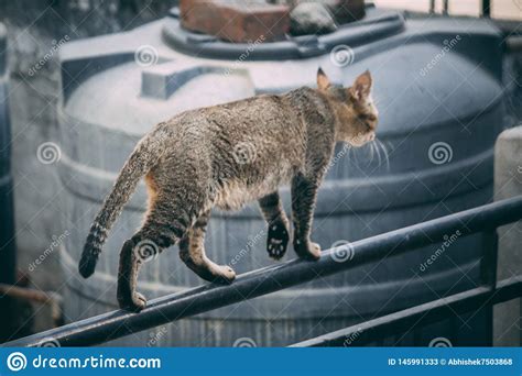 El Gato En El Balc N Imagen De Archivo Imagen De Rosa 145991333