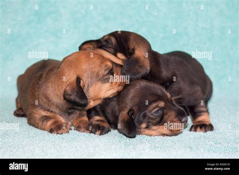 Doxen Puppies sleeping (MR Stock Photo - Alamy