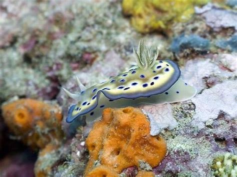 The Most Extraordinary Sea Inhabitants 20 Pics