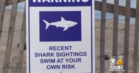 Shark Attacks Swimmer At Cape Cod Beach Cbs News