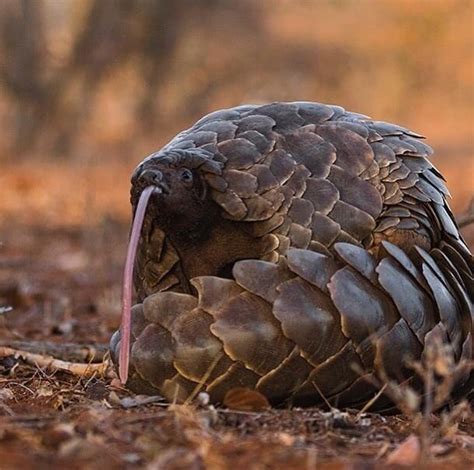 World Pangolin Day Save Pangolins