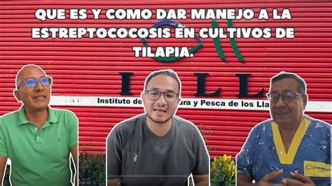 Que Es Y Como Dar Manejo A La Estreptococosis En Cultivos De Tilapia