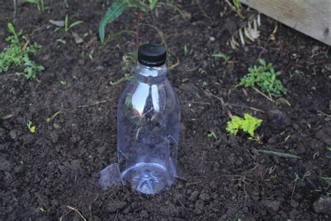 How To Build A Beer Trap The Seed Collection